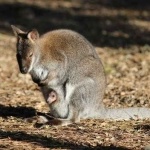 Wallaby du Zoo de Labenne