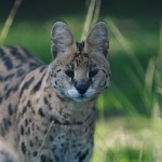 Serval du Zoo de Labenne