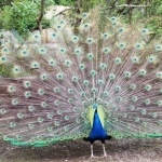 Paon du Zoo de Labenne