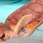 Tortue caouanne