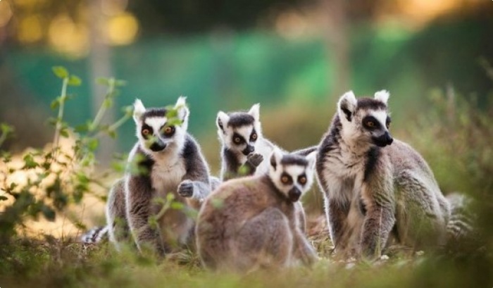 L&eacute;muriens de Madagascar - Zoo de Labenne